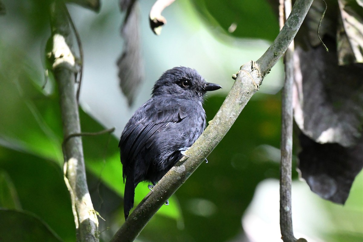 Uniform Antshrike - Jerry Chen