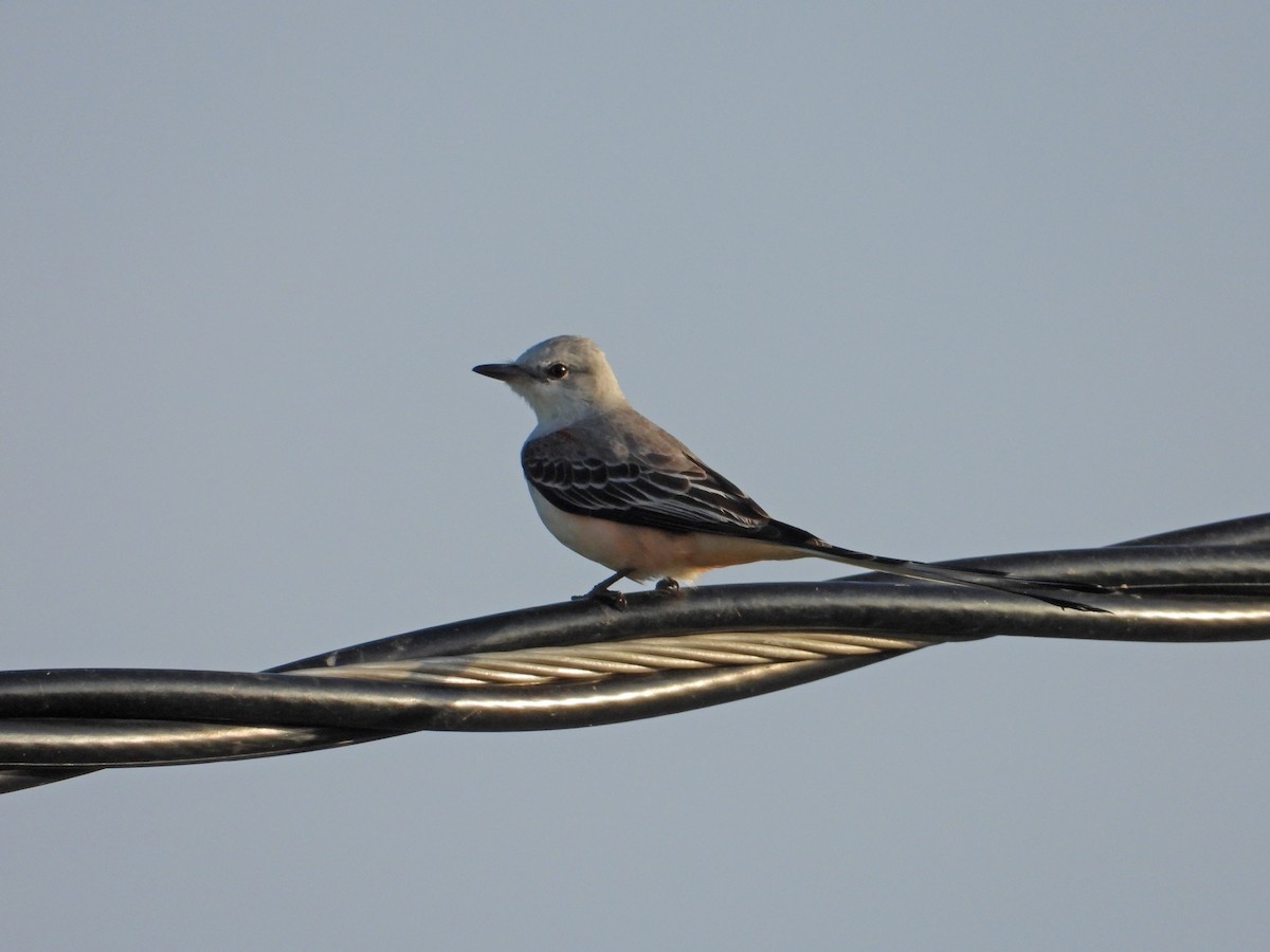 Scissor-tailed Flycatcher - ML615658798