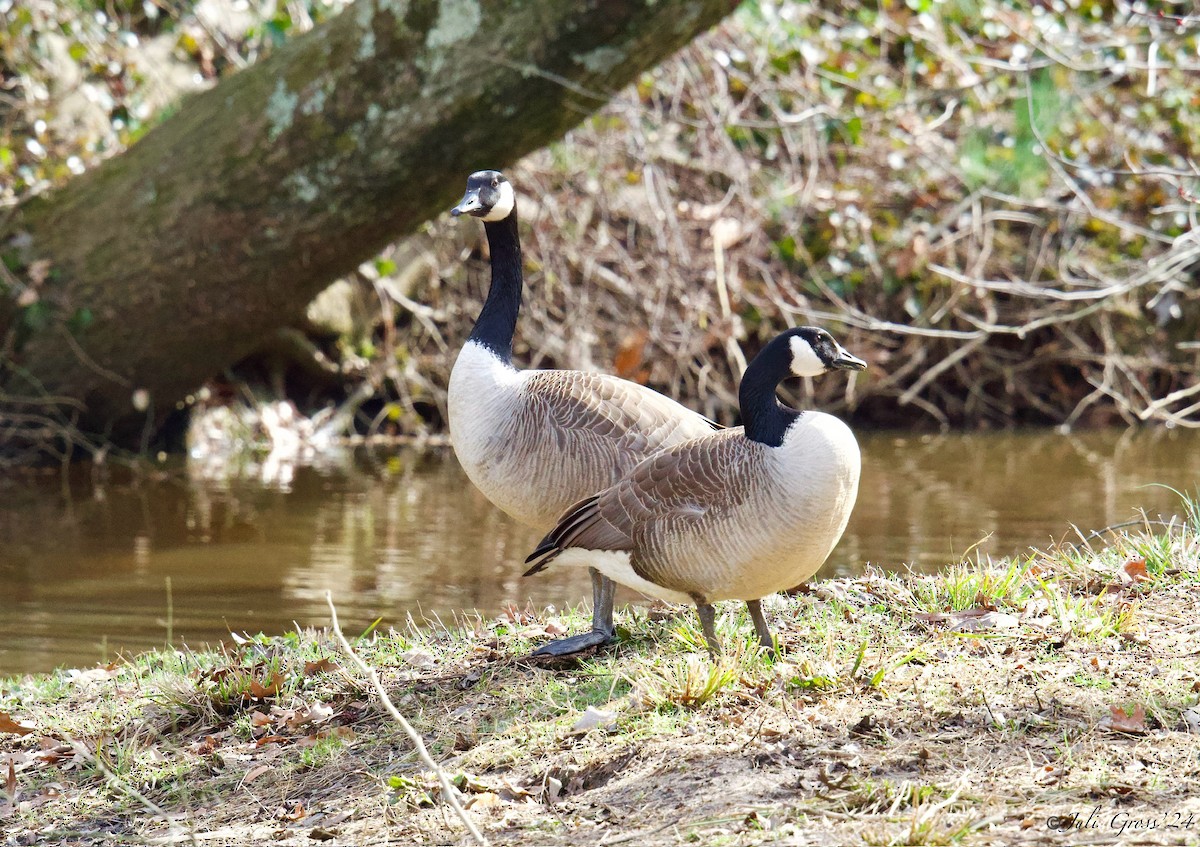 Kanadagans - ML615658836