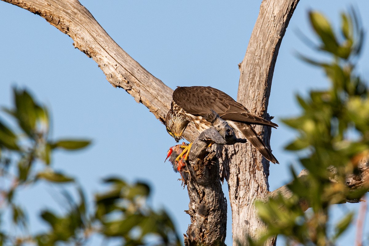 Merlin - ML615658855