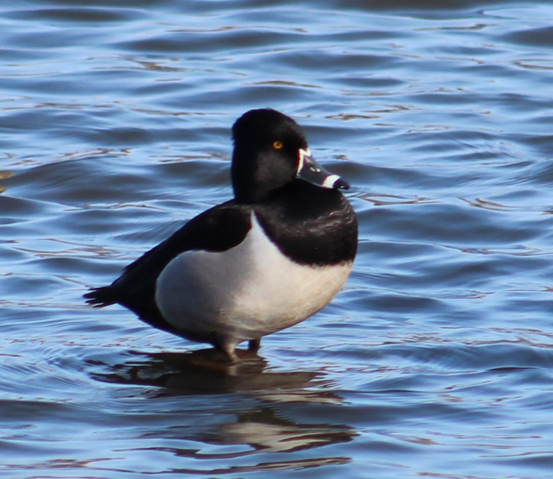 Ring-necked Duck - ML615658857