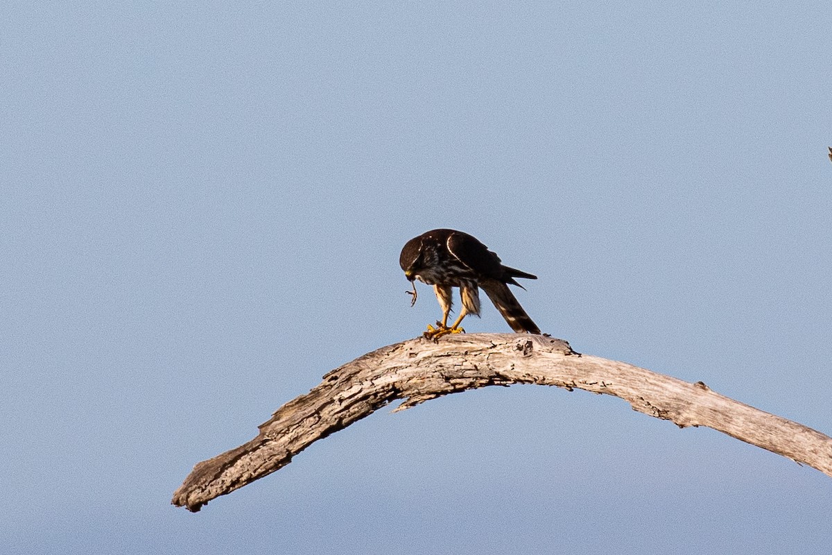 Merlin - ML615658858