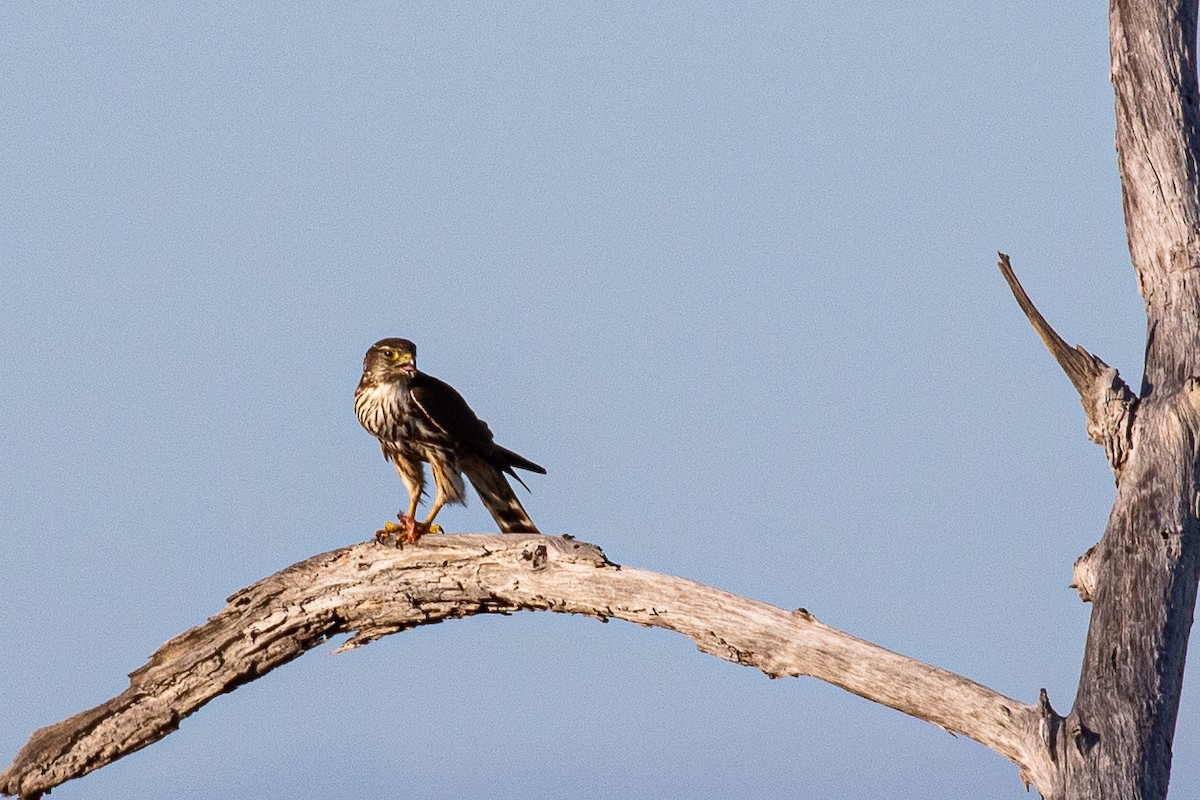Merlin - ML615658864