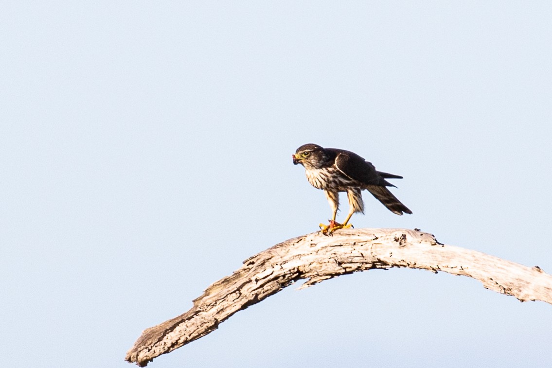 Merlin - ML615658868
