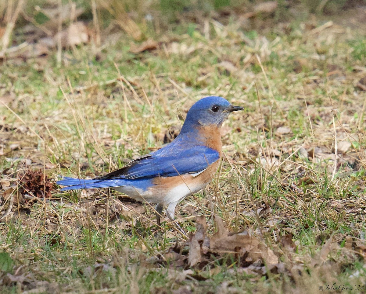 Eastern Bluebird - Julia Gross