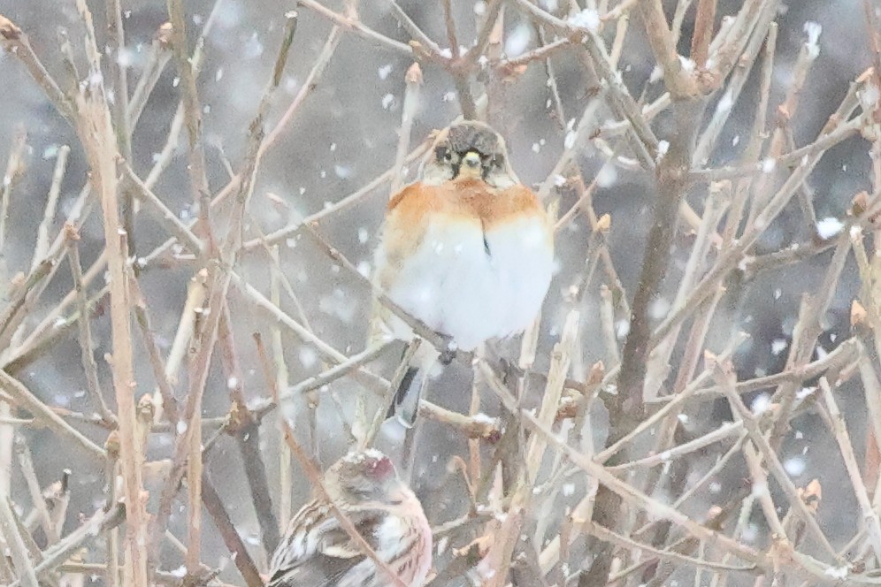 Common Redpoll - ML615658962