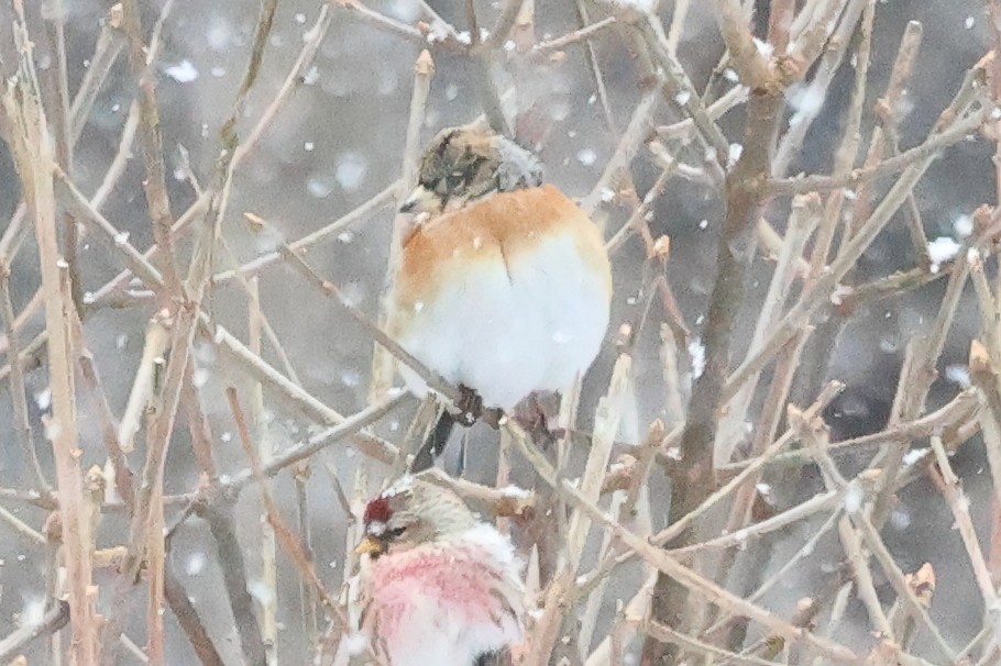 Common Redpoll - ML615658963