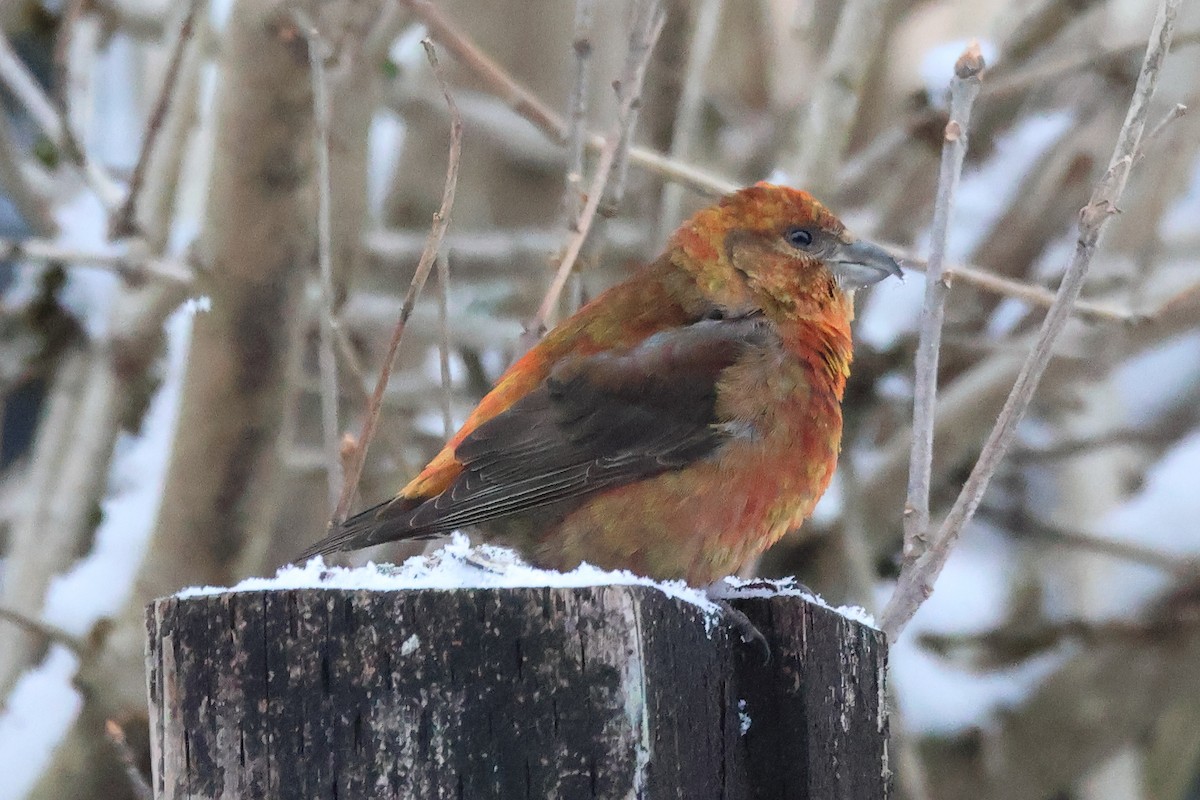 Red Crossbill - ML615658966