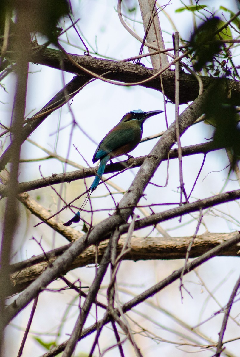 Turquoise-browed Motmot - ML615658970