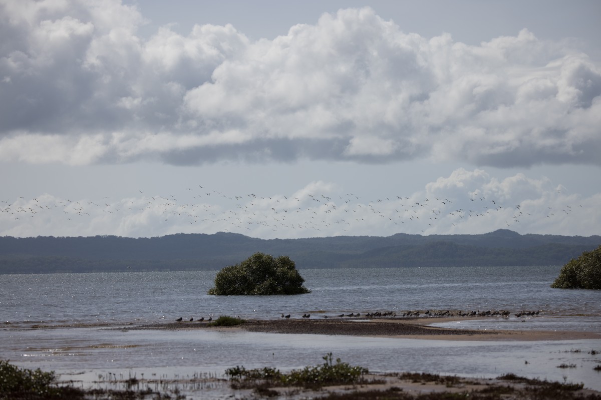 Far Eastern Curlew - ML615659006