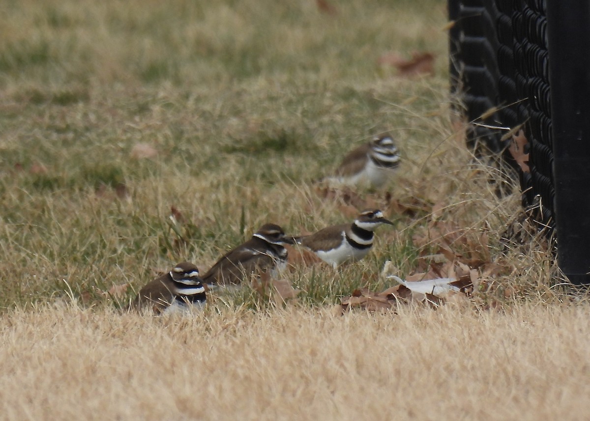 Killdeer - ML615659016