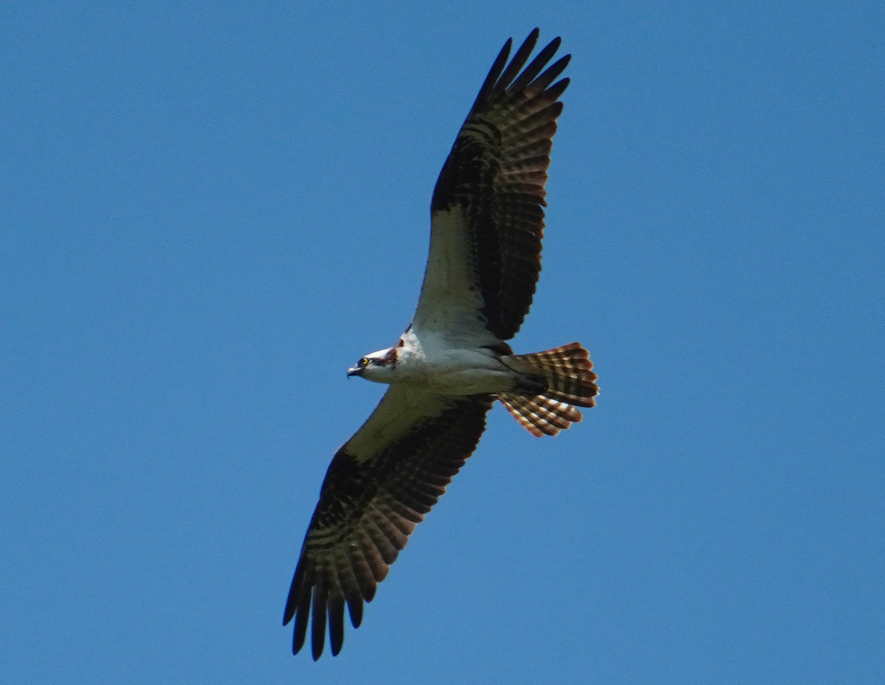 Águila Pescadora - ML615659025