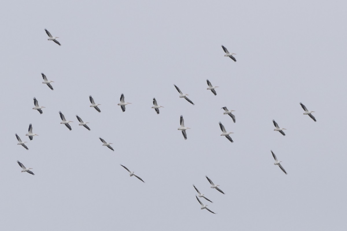 American White Pelican - ML615659079