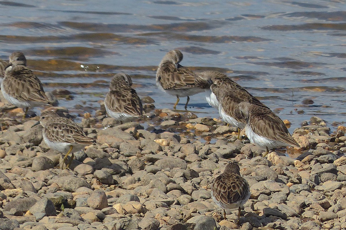 Least Sandpiper - ML615659095