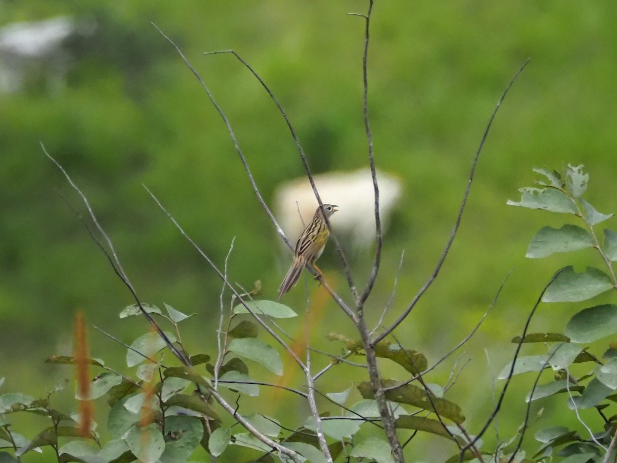 Wedge-tailed Grass-Finch - ML615659106