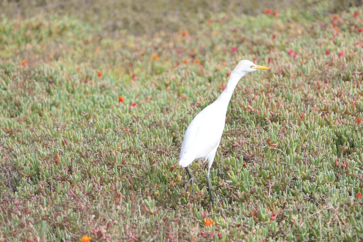 Western Cattle-Egret - ML615659127