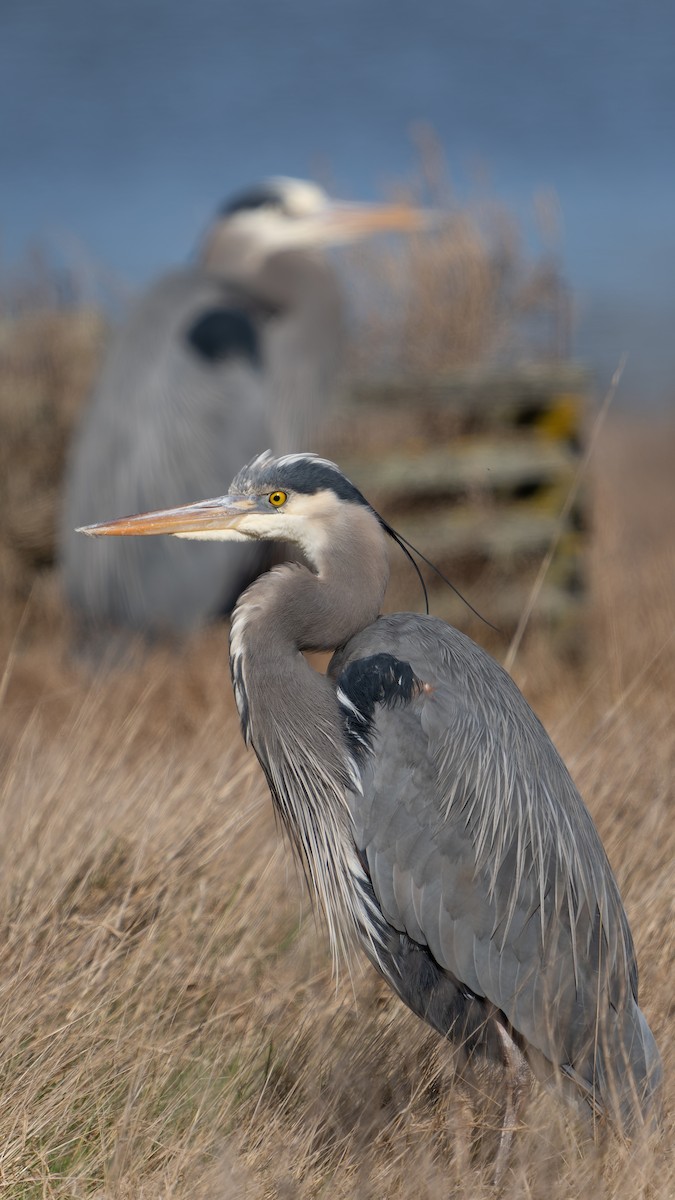 Great Blue Heron - ML615659128