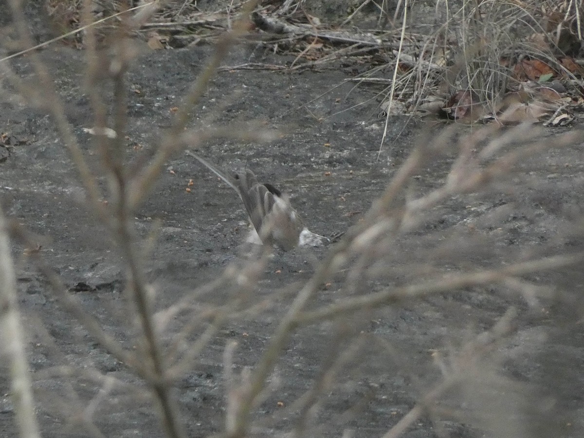 Dark-eyed Junco - ML615659135