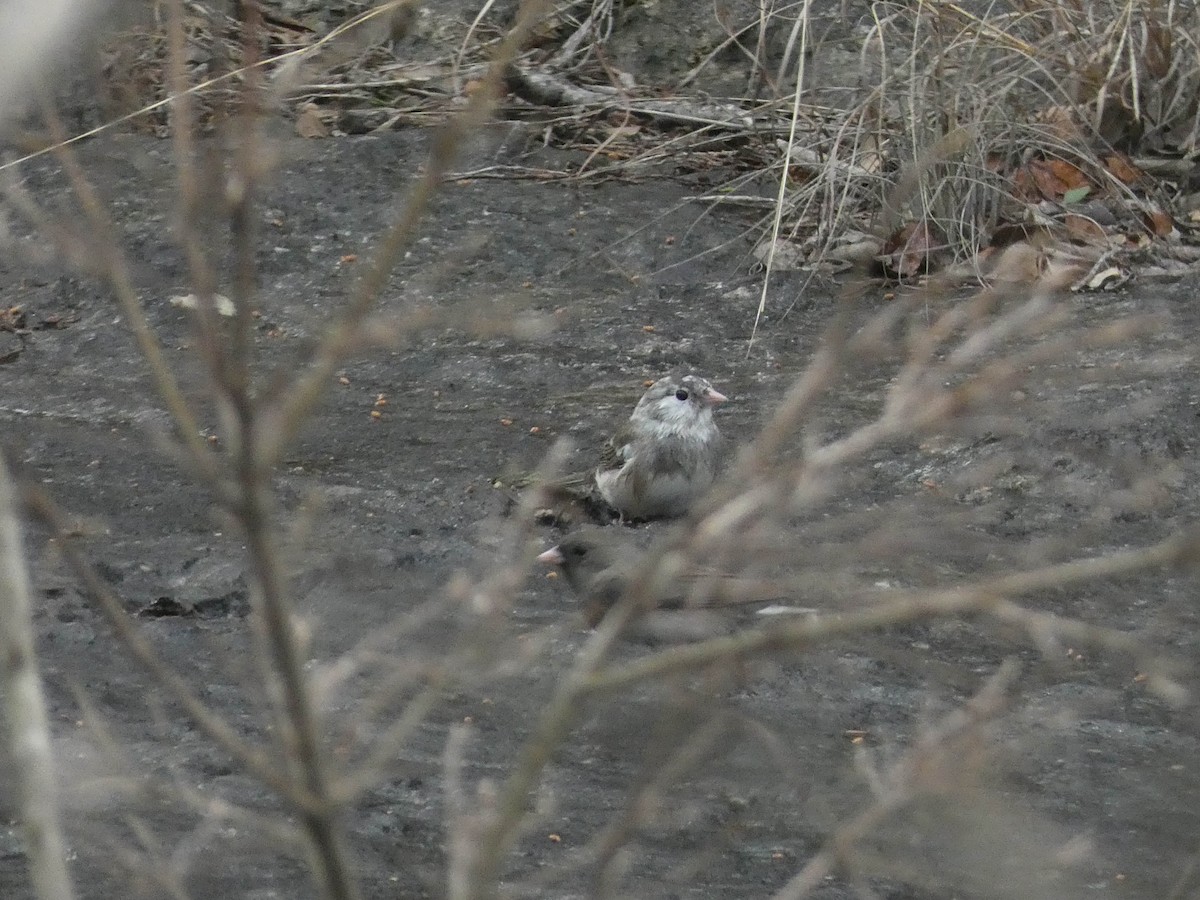 Dark-eyed Junco - ML615659138