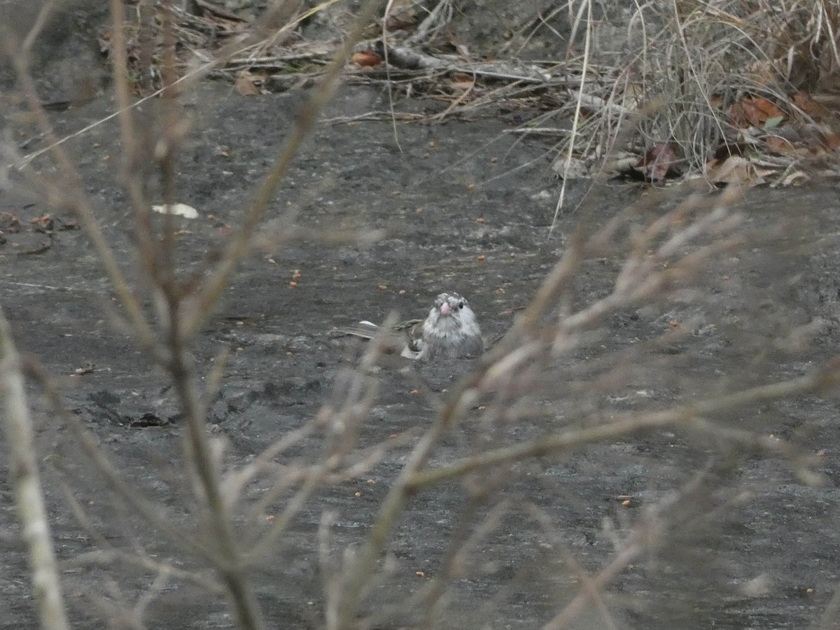 Dark-eyed Junco - ML615659141