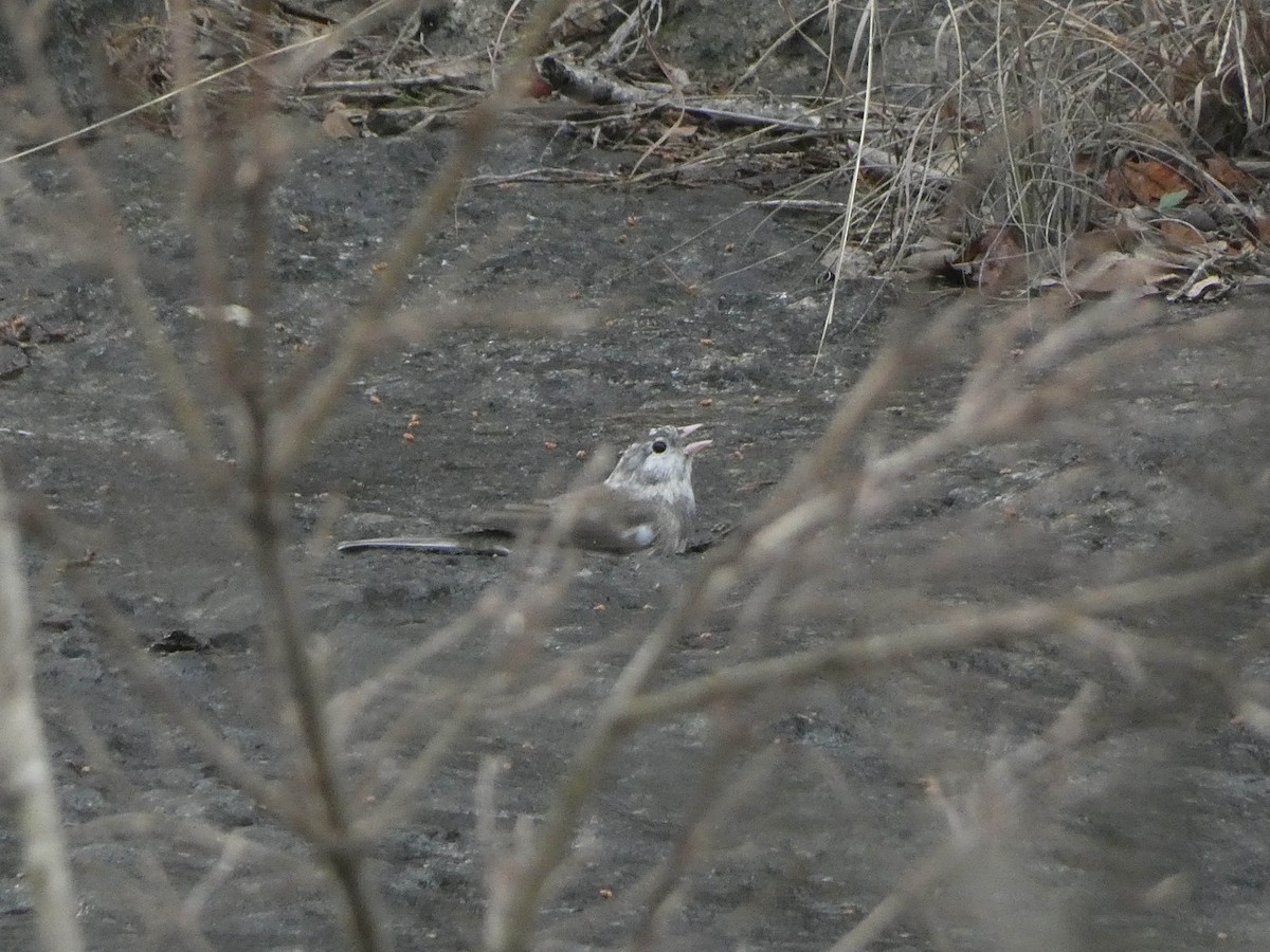 Junco Ojioscuro - ML615659142