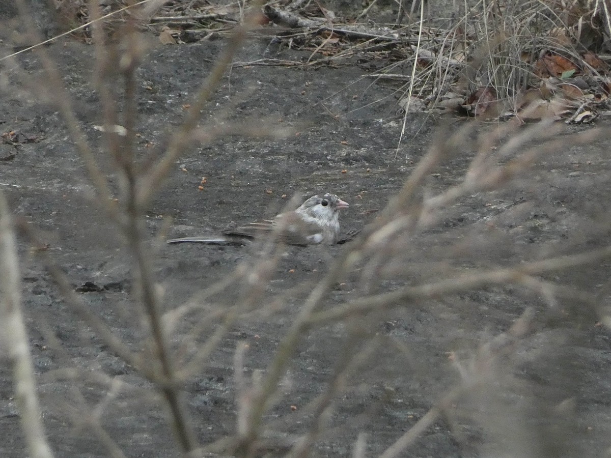 Dark-eyed Junco - ML615659143