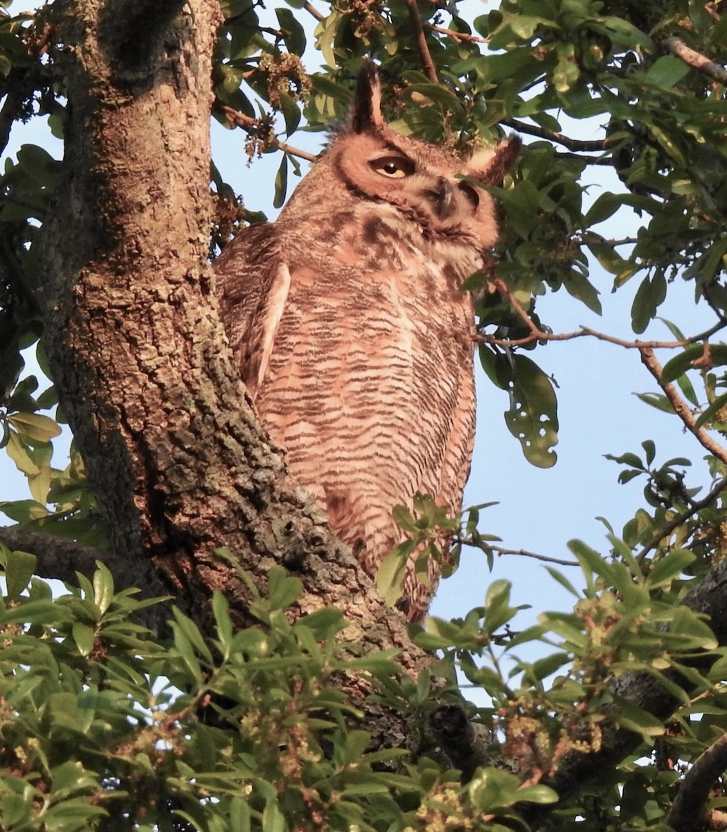 Great Horned Owl - ML615659150