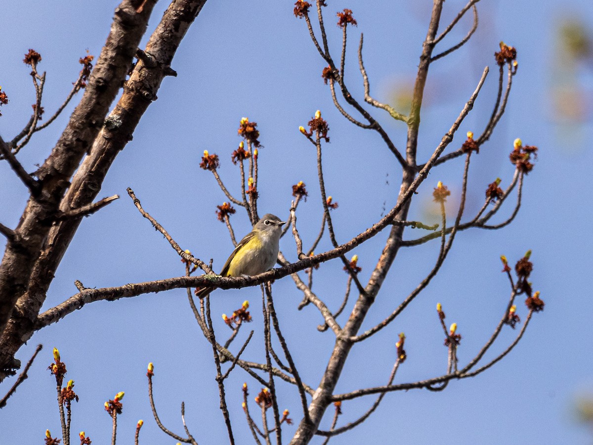 Blue-headed Vireo - ML615659160