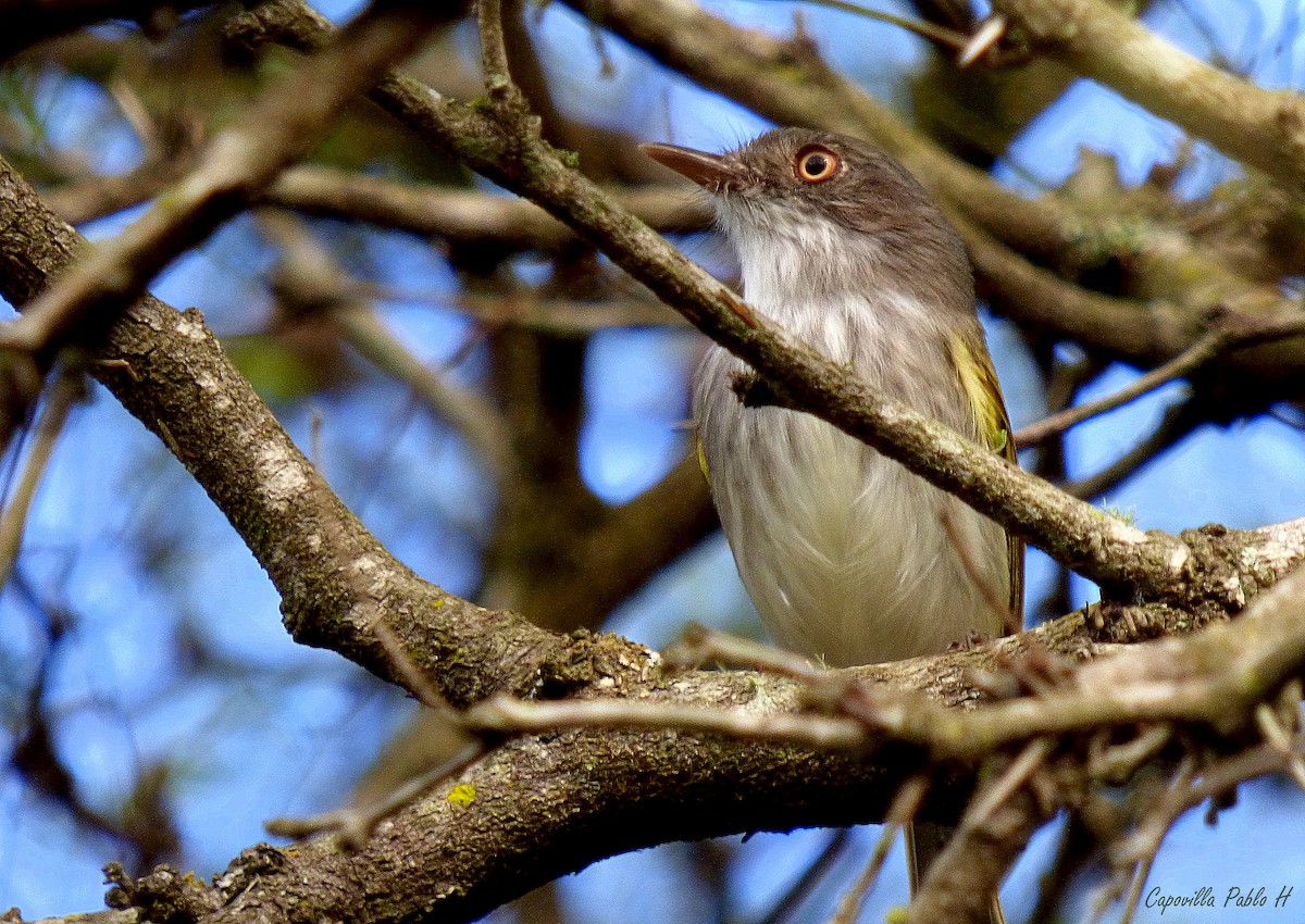 Pearly-vented Tody-Tyrant - ML61565921