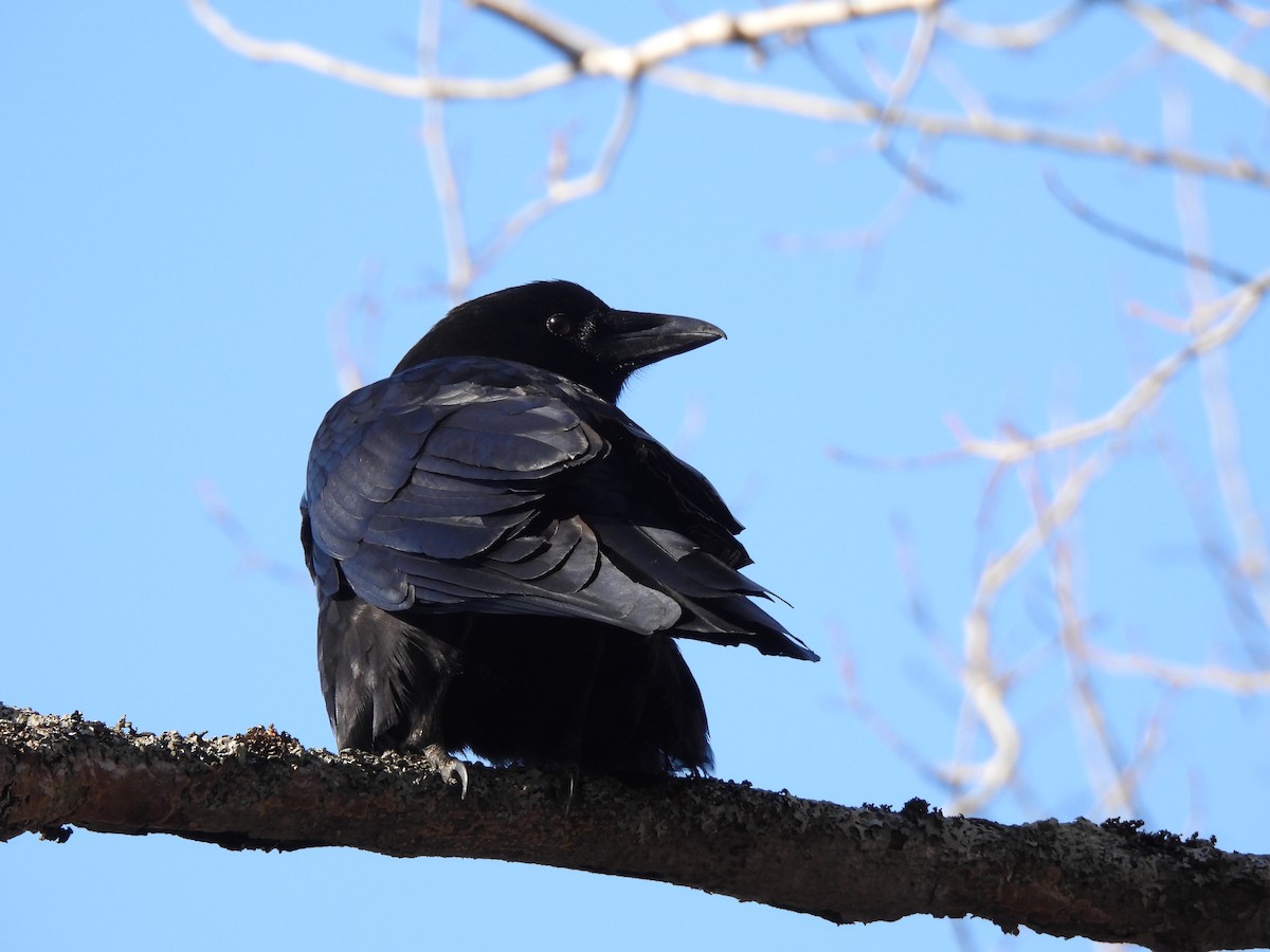 American Crow - ML615659213