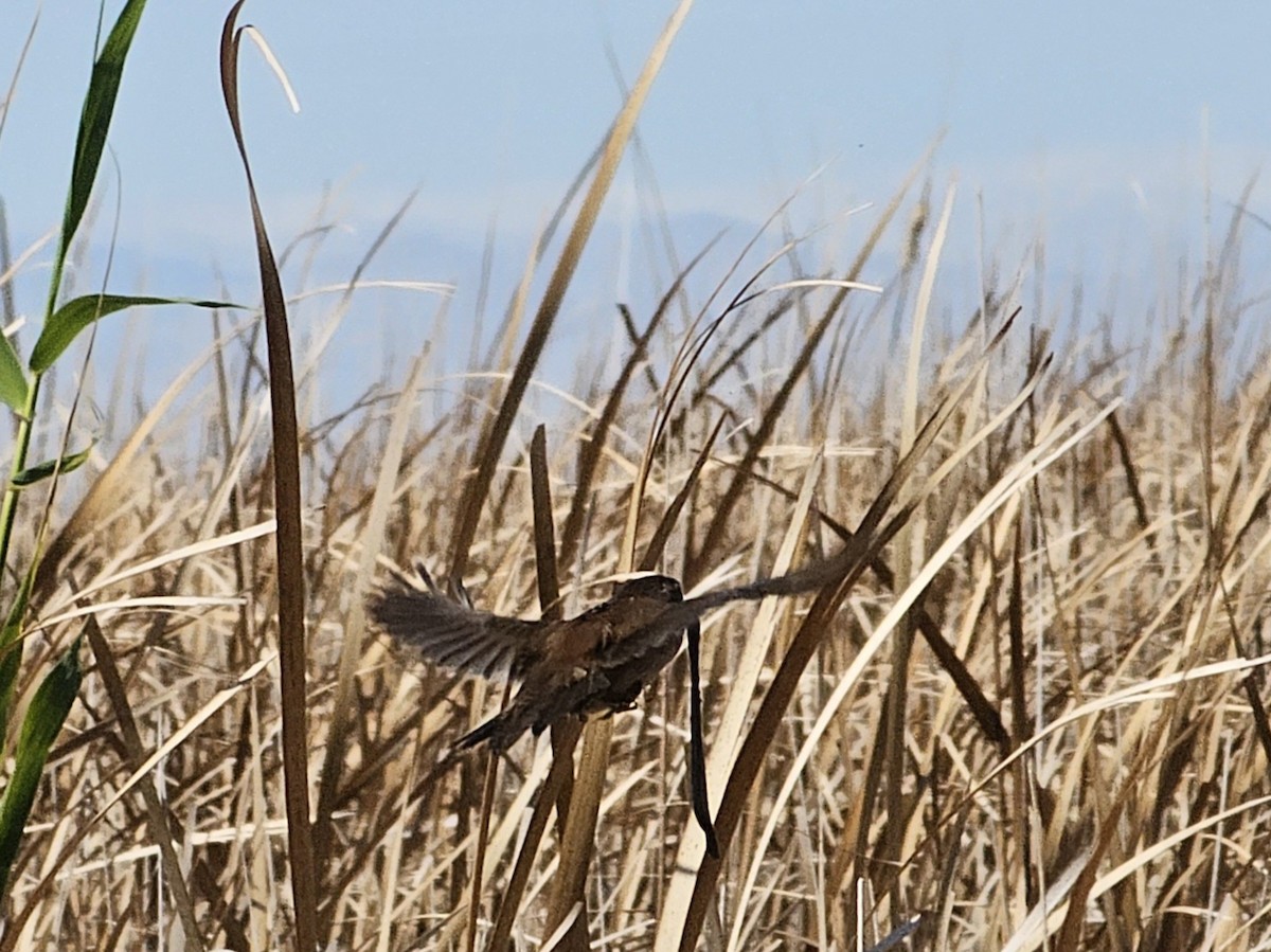 Marsh Wren - ML615659228