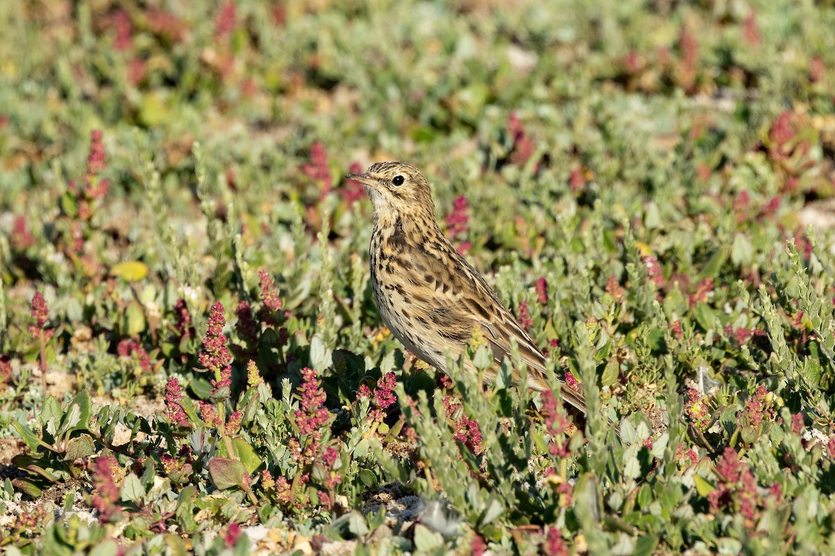 Correndera Pipit - ML615659235