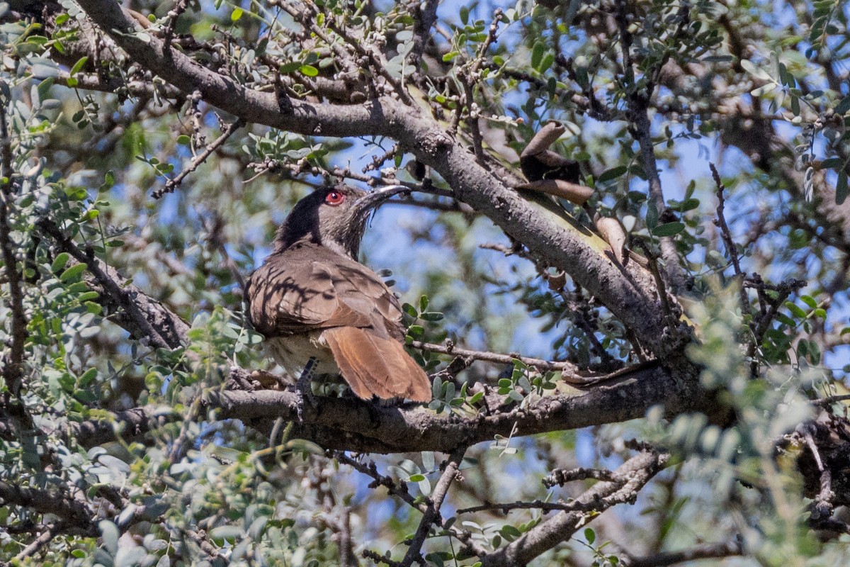 Ash-colored Cuckoo - Charlie Bostwick