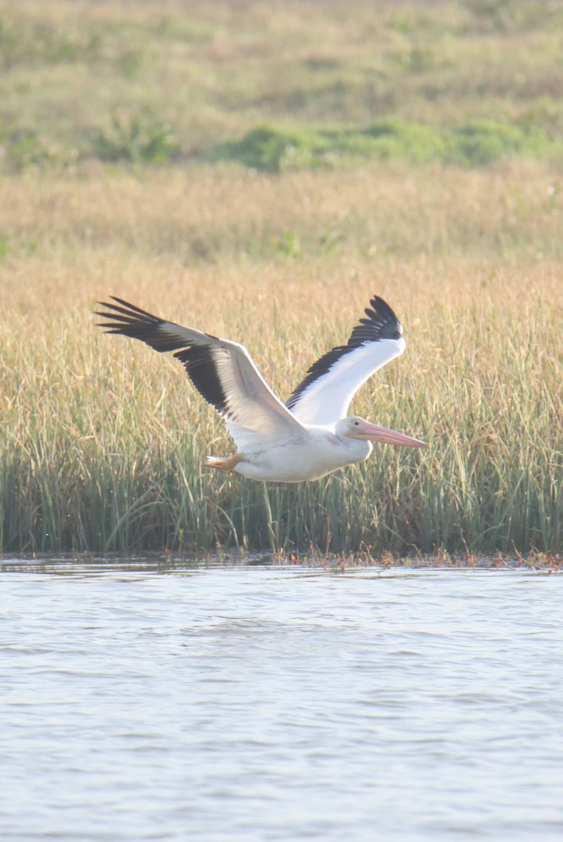 American White Pelican - Juan Aguayo