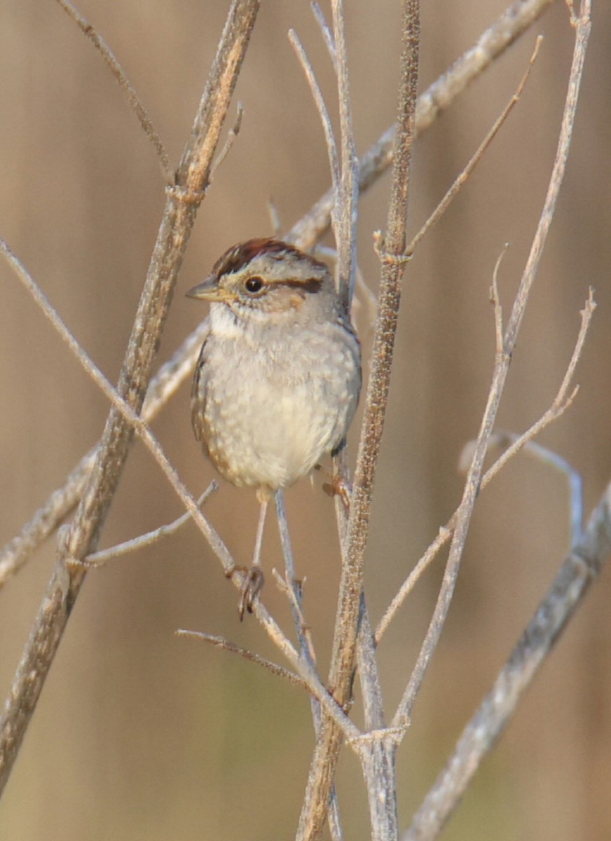 Swamp Sparrow - Juan Aguayo