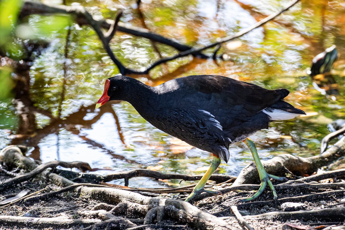 Gallinule d'Amérique - ML615659499