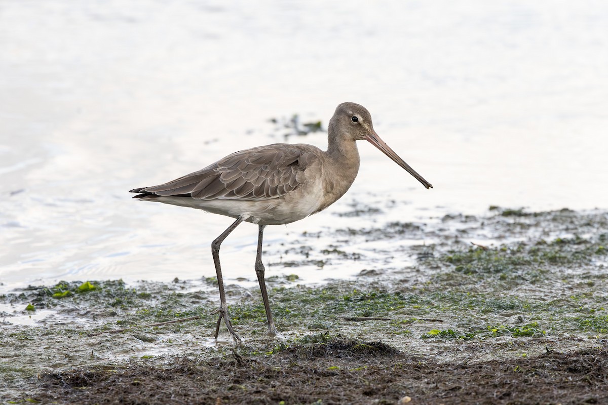 Black-tailed Godwit (islandica) - ML615659524