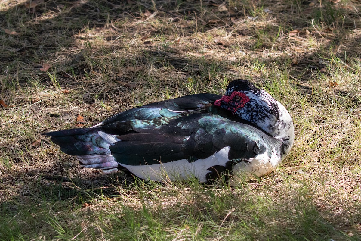 ノバリケン（家畜） - ML615659555