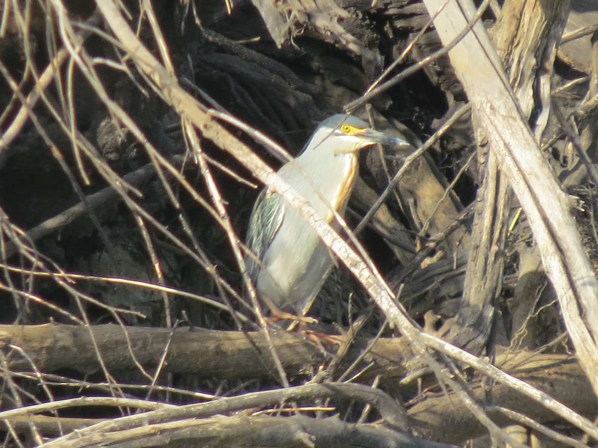 Striated Heron (Old World) - ML615659562