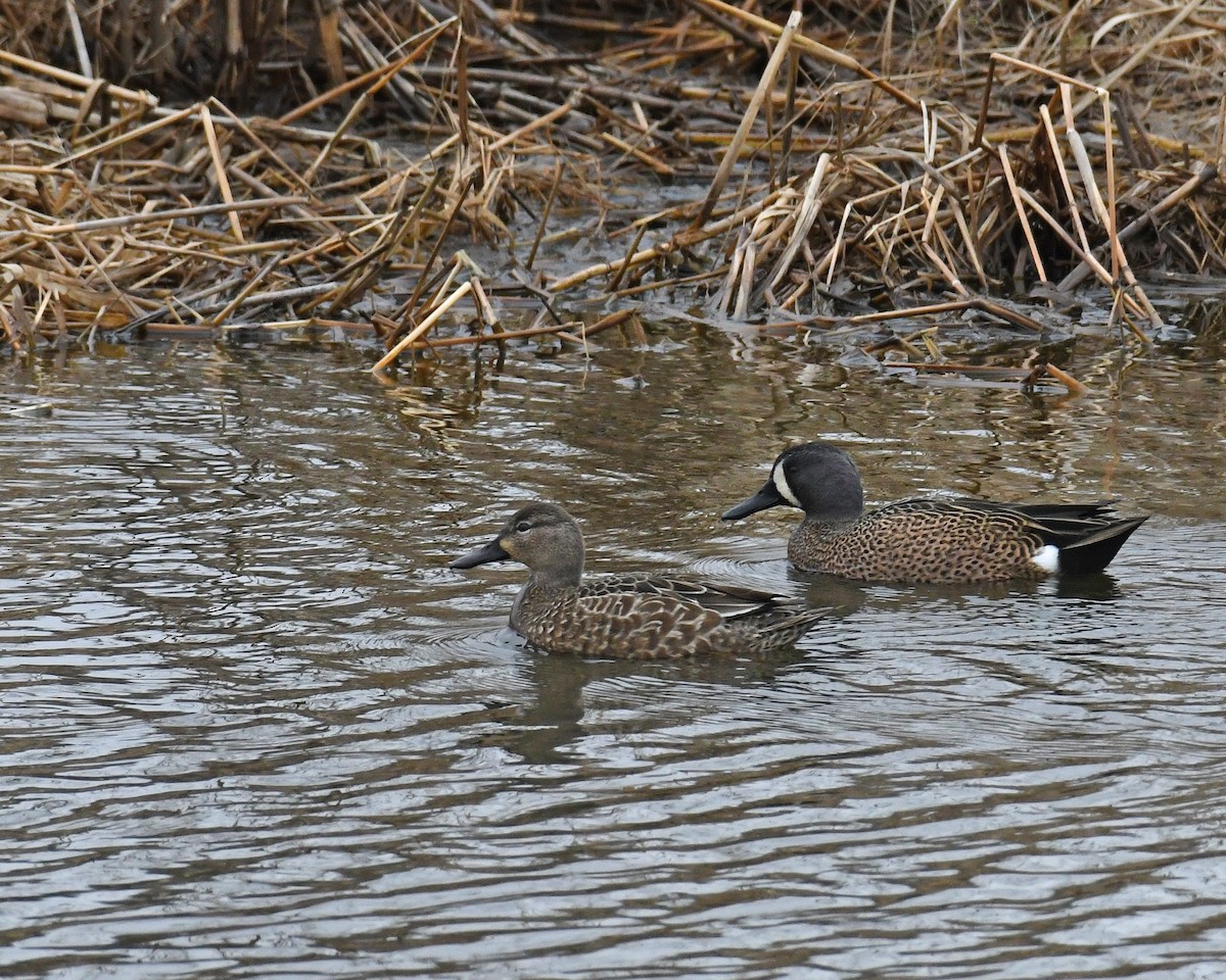 Blue-winged Teal - Laura  Wolf