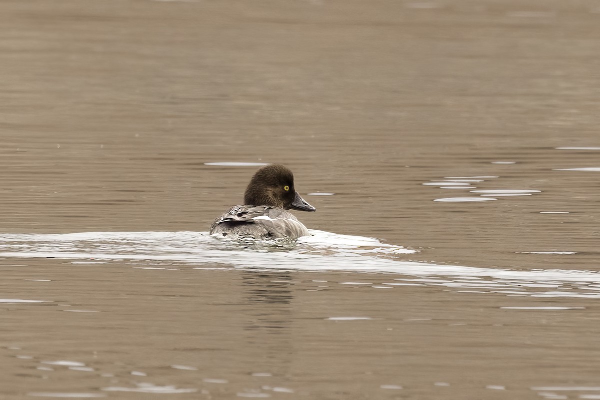 Common Goldeneye - ML615659686