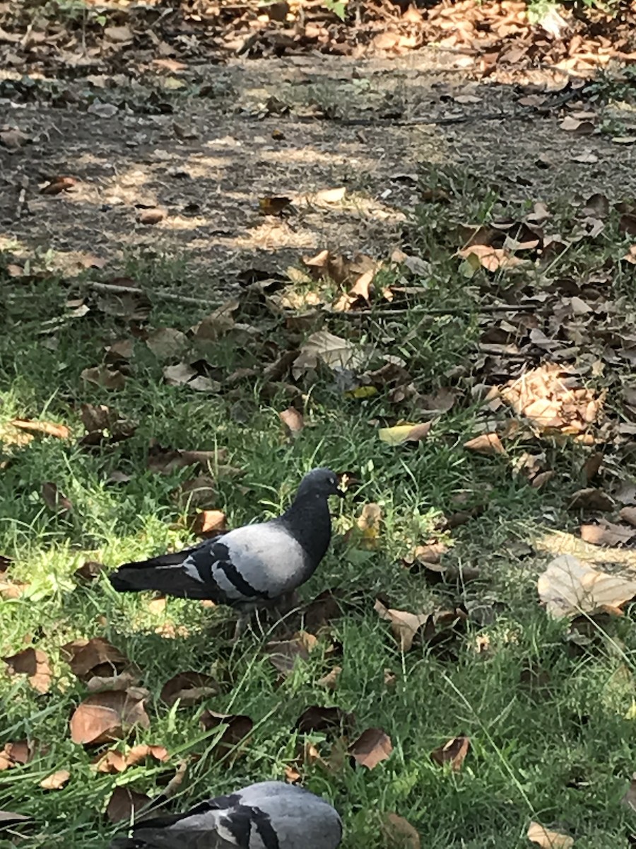 Rock Pigeon (Feral Pigeon) - ML615659695