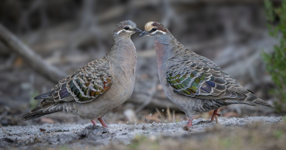 Common Bronzewing - Philip Griffin