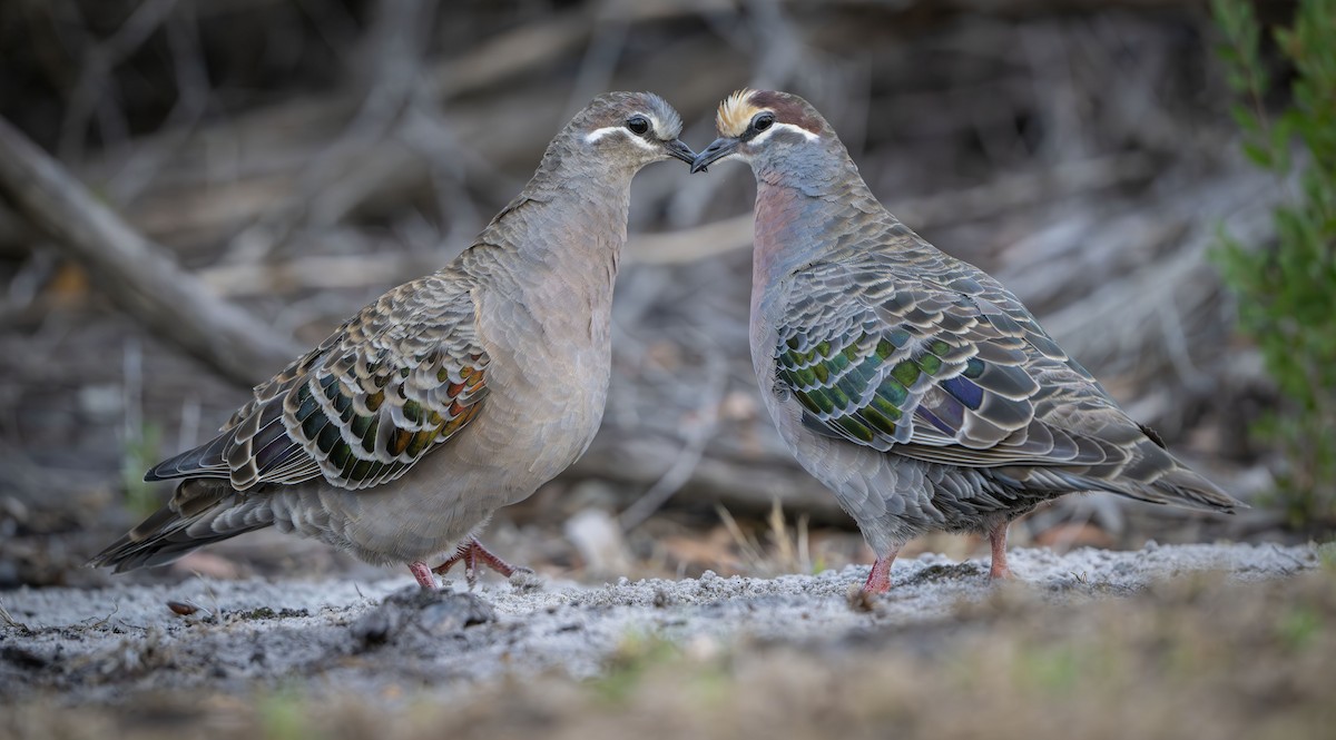 Common Bronzewing - ML615659715