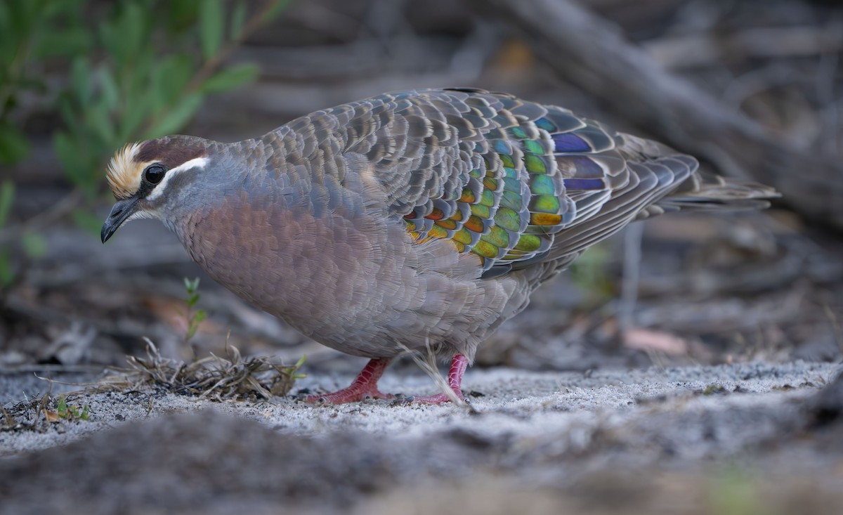 Common Bronzewing - Philip Griffin