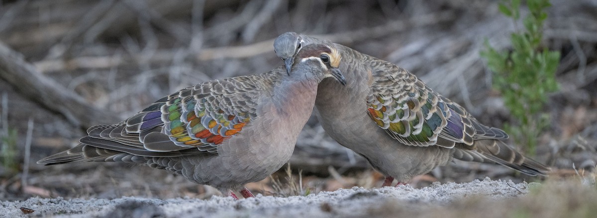 Common Bronzewing - Philip Griffin