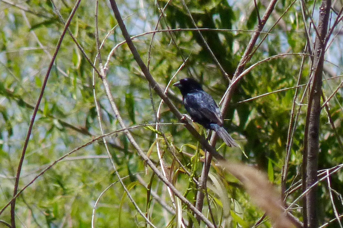 Blue-black Grassquit - Michelle  Delaloye