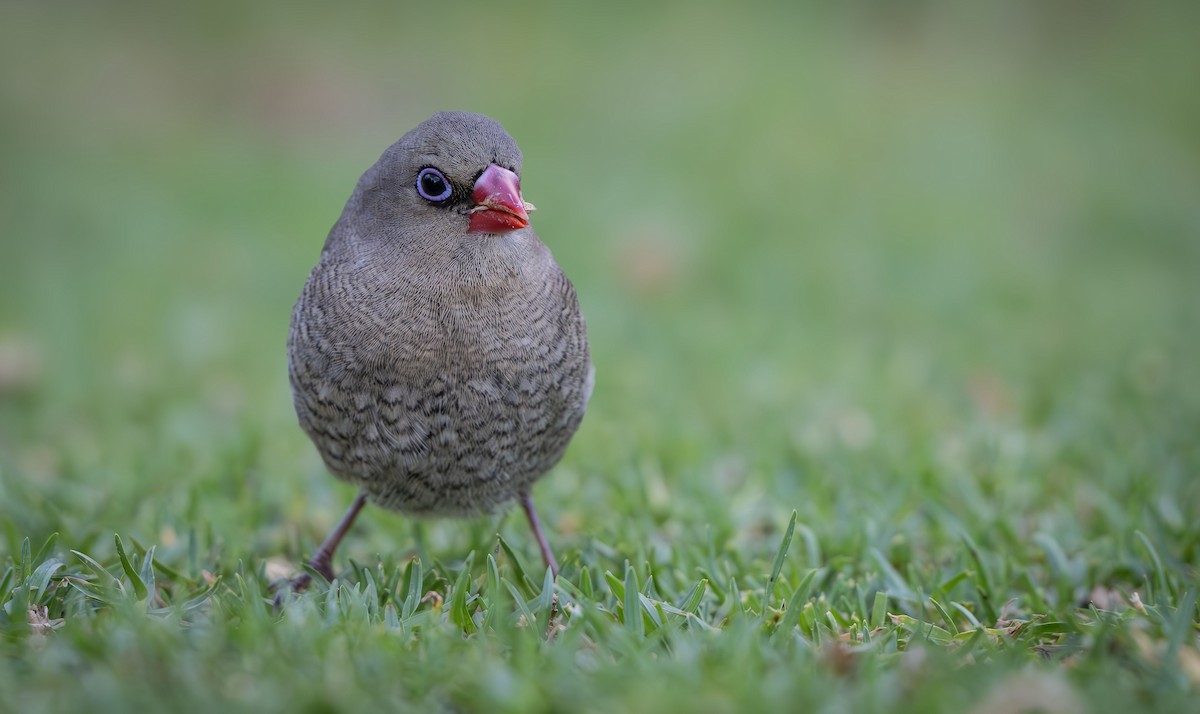 Red-eared Firetail - ML615659726