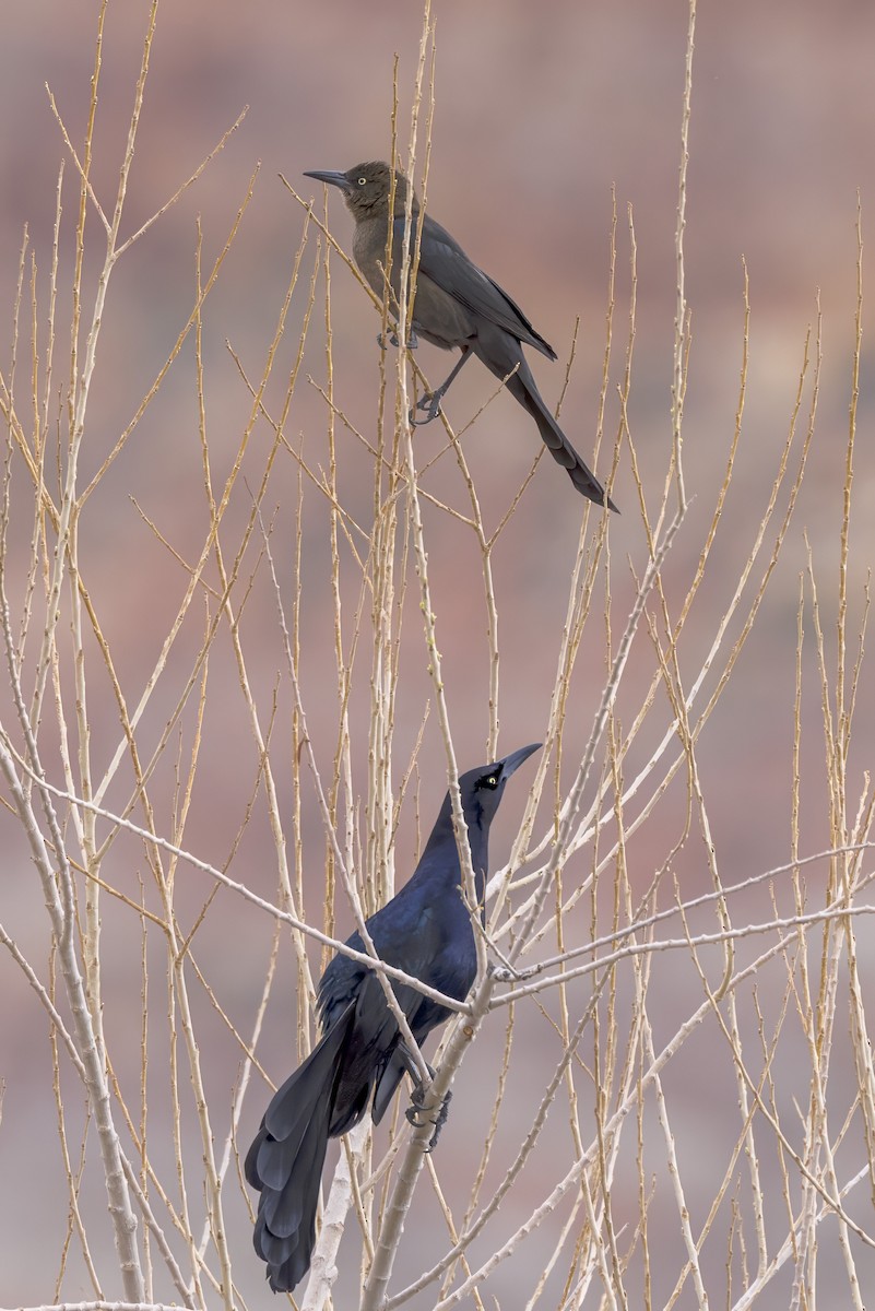 Great-tailed Grackle - ML615659804
