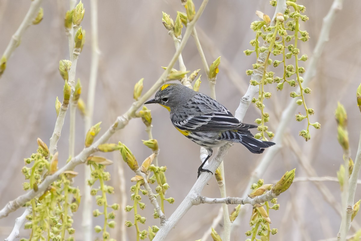 Yellow-rumped Warbler - ML615659820